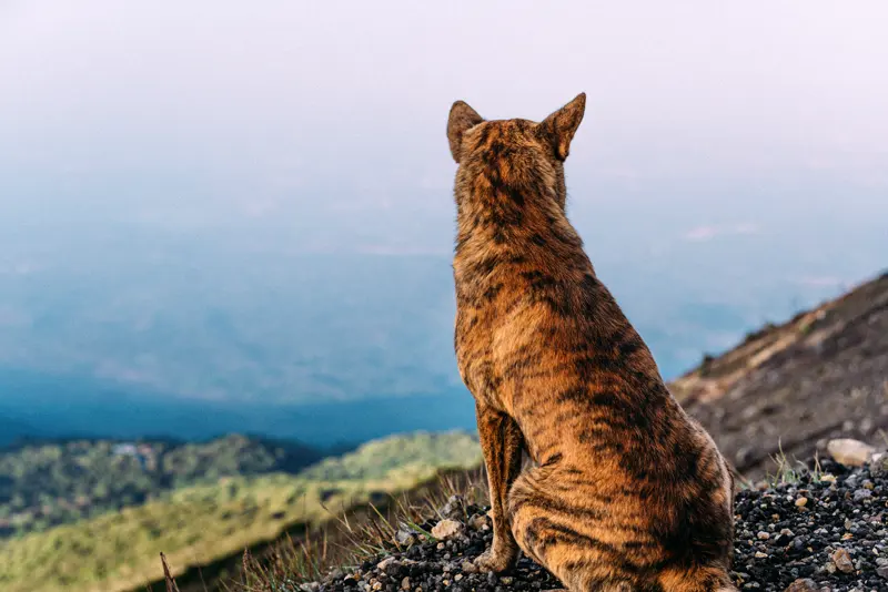 Guardián del volcán